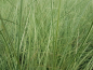 Preview: Miscanthus sinensis Morning Light
